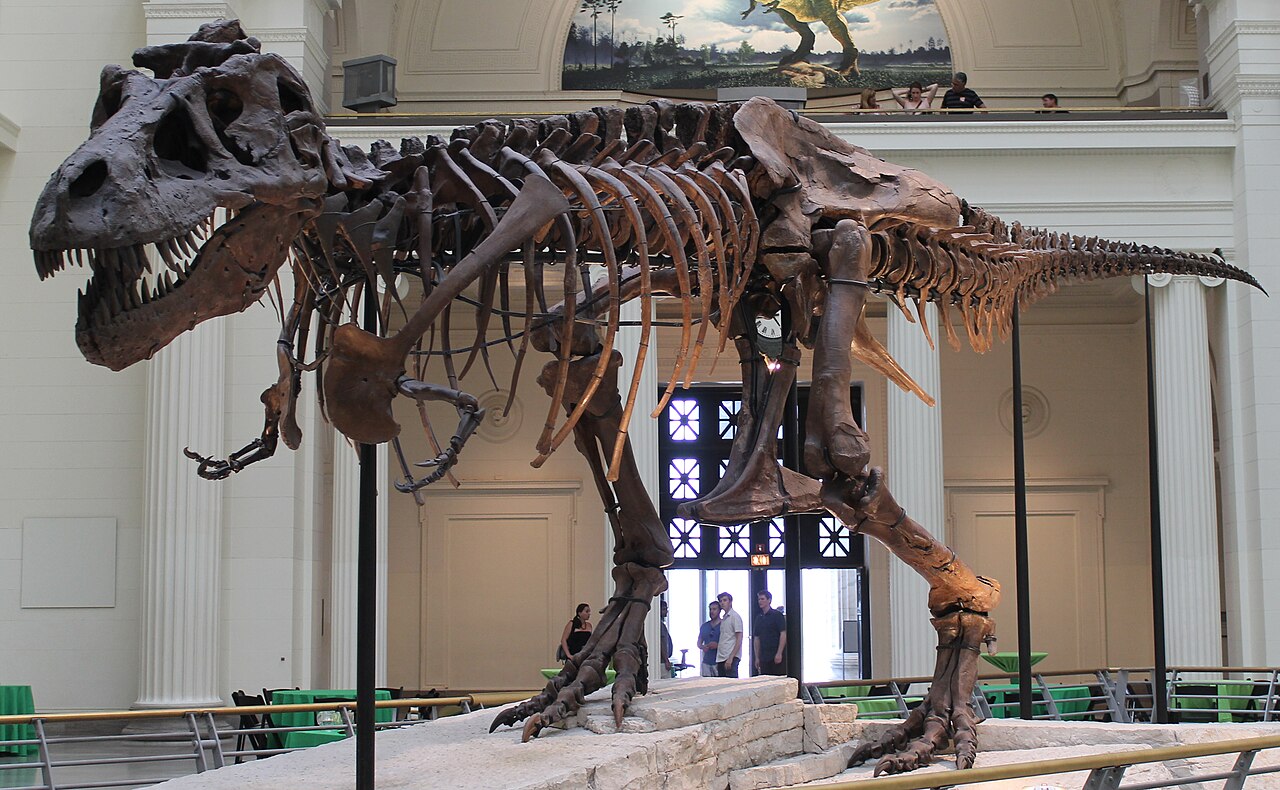 Sue, the most complete Tyrannosaurus rex skeleton ever discovered, on display at the museum