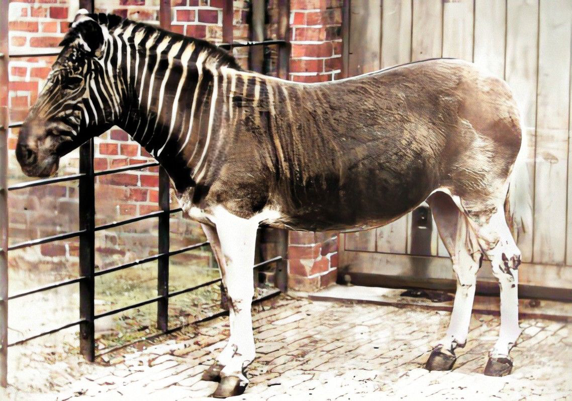 The last known quagga, a unique subspecies of plains zebra, at Amsterdam's Artis zoo
