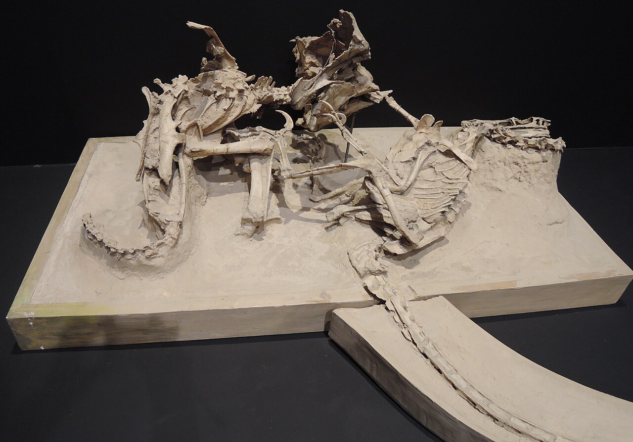 Fossil Shows Dinosaur Combat Preserved in Stone