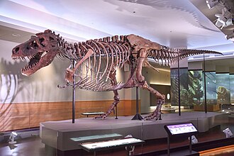 Sue, the largest and most complete Tyrannosaurus rex skeleton, on display in a museum