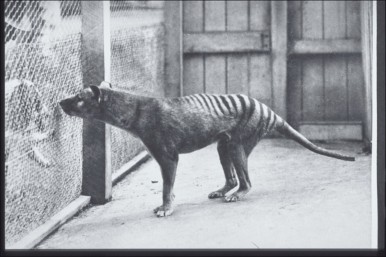 The last thylacine stands in its enclosure at Hobart Zoo